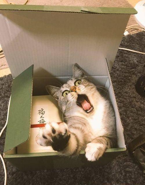 虎斑吃瓜,瓜果世界里的奇妙之旅
